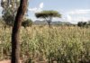 Kodak Alaris y Veritree se asocian para ayudar en la restauración agroforestal en Ruanda